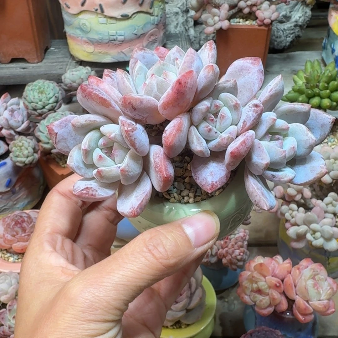 橙梦露 多肉含盆土 一物一拍