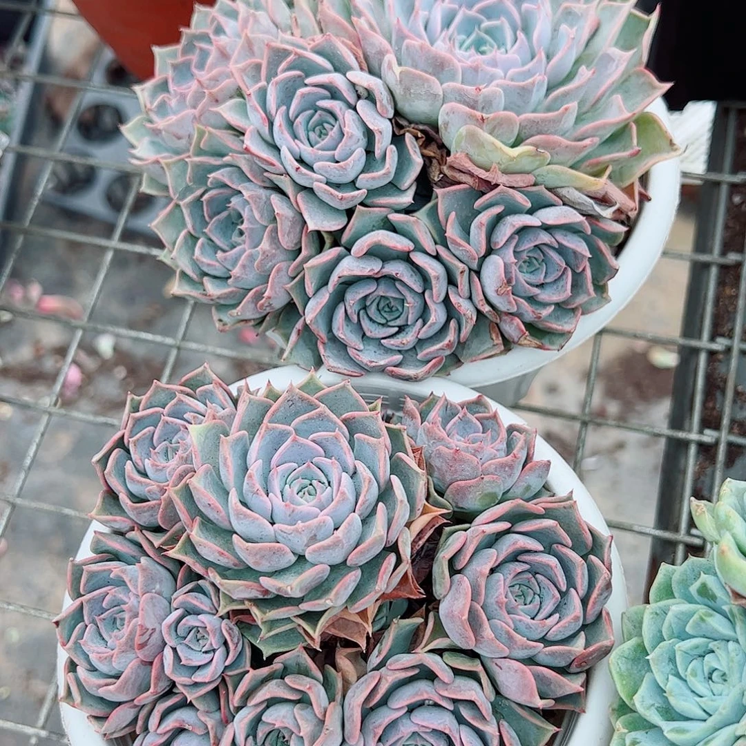 欧版海琳娜多头群生