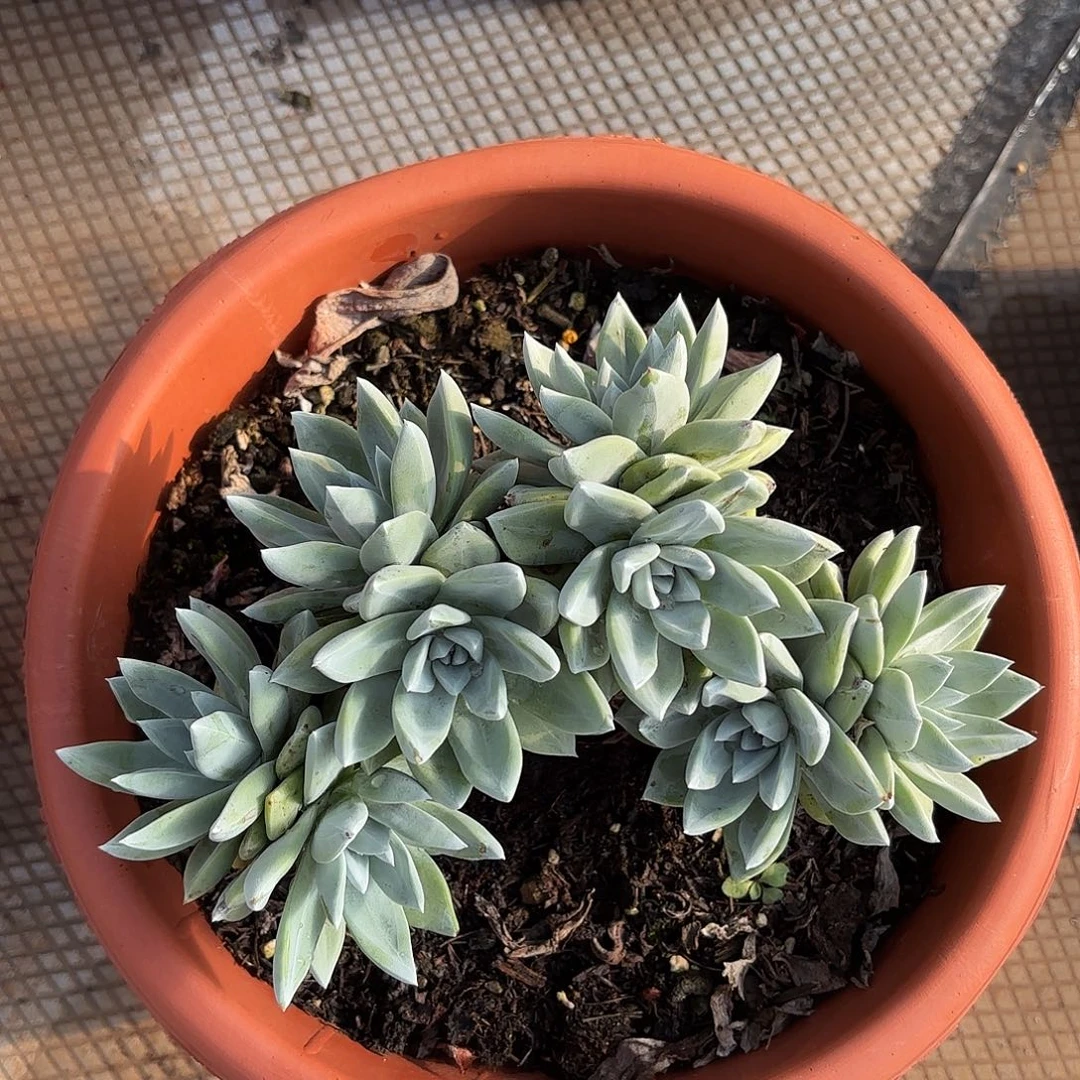 小帕杂多肉植物1217