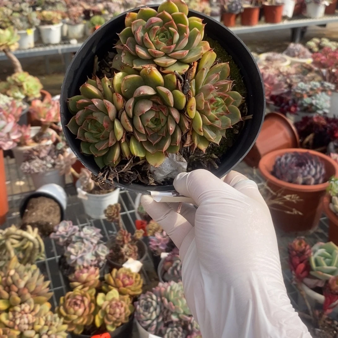 9476玫瑰夫人一物一拍