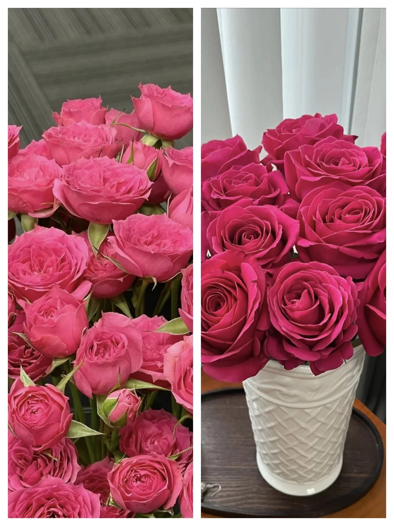 【弗洛伊德10支+苏菲宝贝10支】云南鲜花基地直发两单升级顺丰/德邦