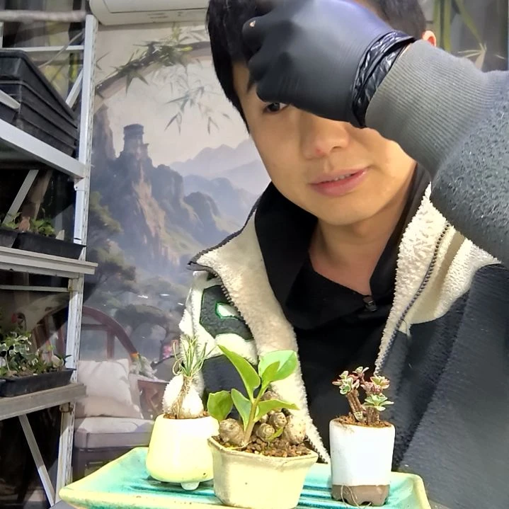 晨***曦中青园艺一物一拍花468