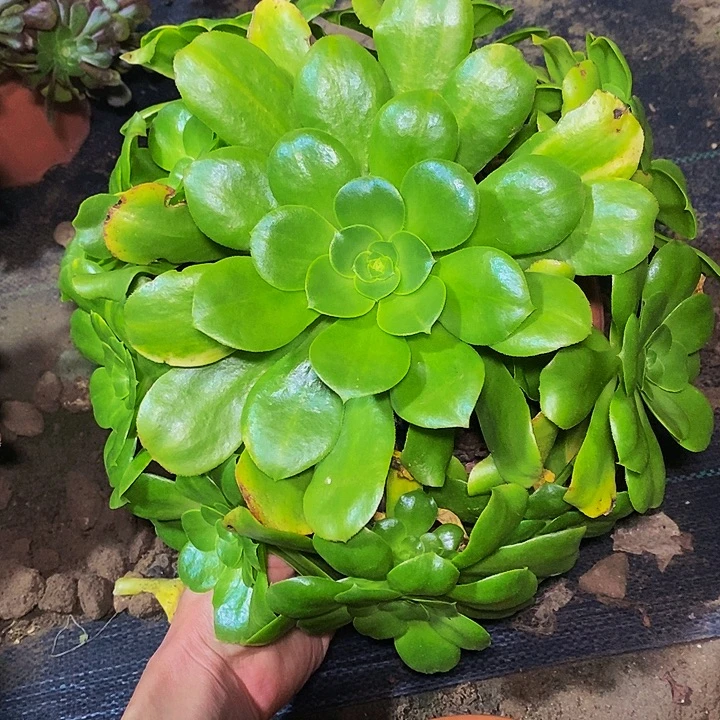 多肉植物保护研究所