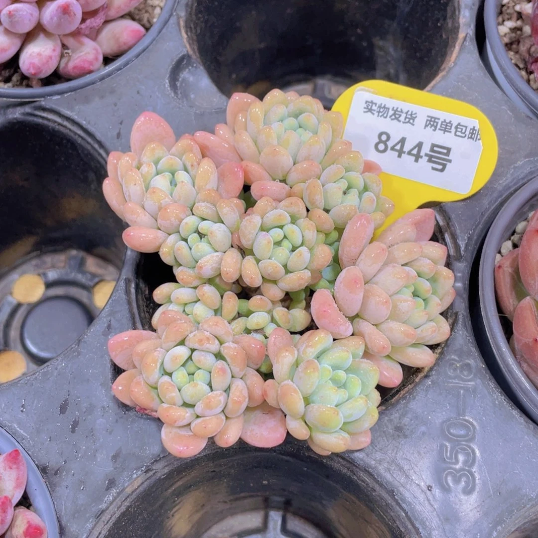 844号 老桩鱼子酱捡漏一颗