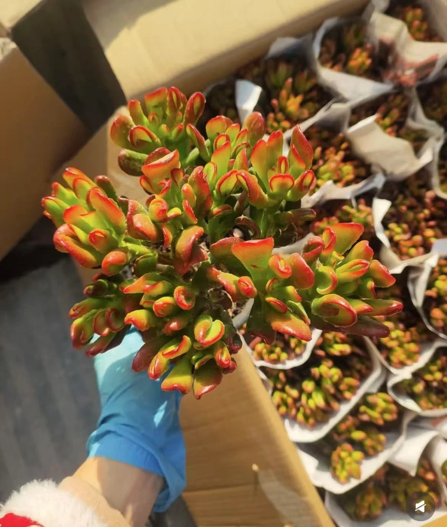 大叶招财猫新手好看好养多肉