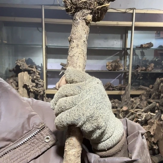 香榧木米*鼠火琉璃的故事毛料摆件