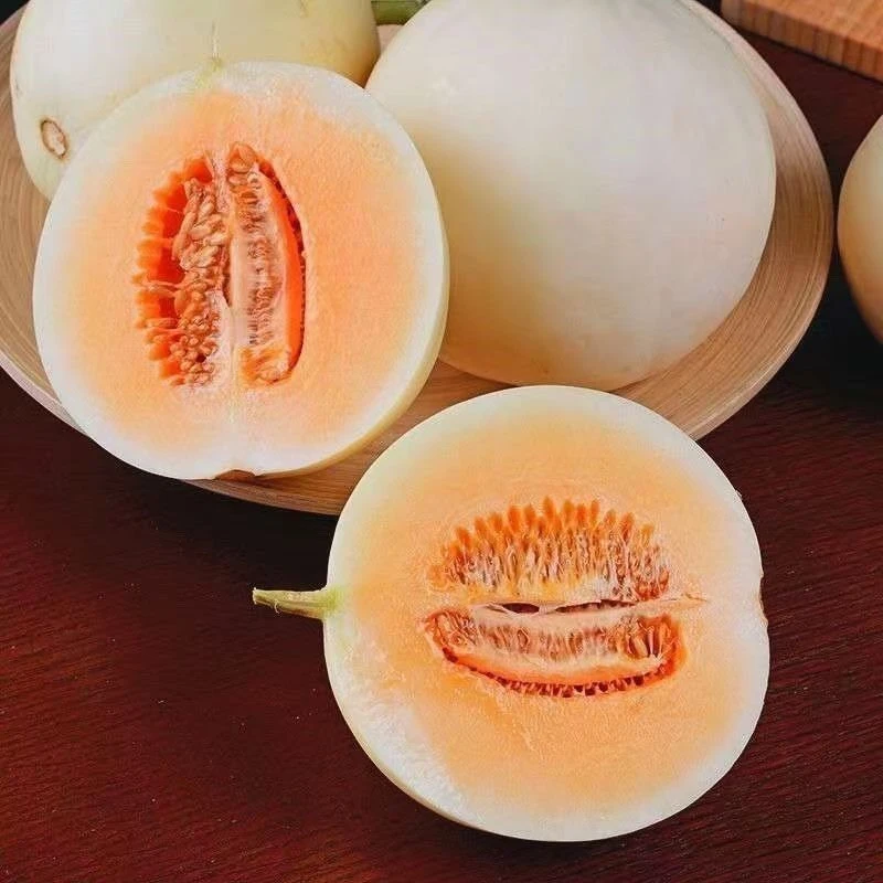 湖北头茬红肉脆梨甜瓜露天应季种植