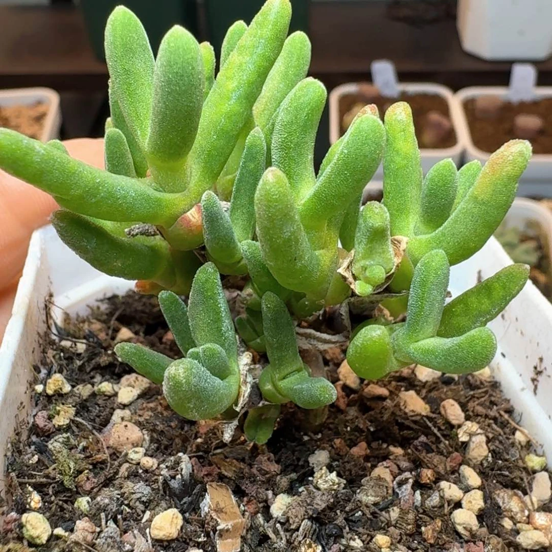 157带盆土发货枝干兔子