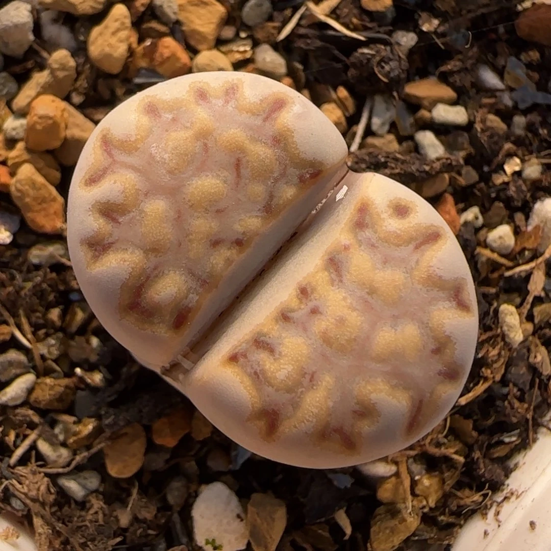 饼干多肉植物百科