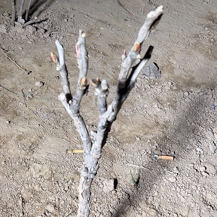 车***彬完全开放魏紫中颗