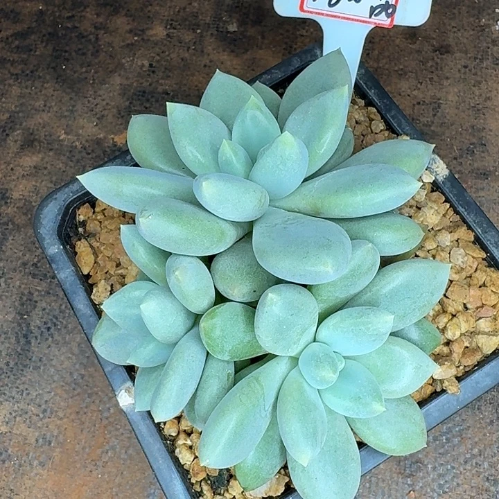 ****，路由器哥特三头发货