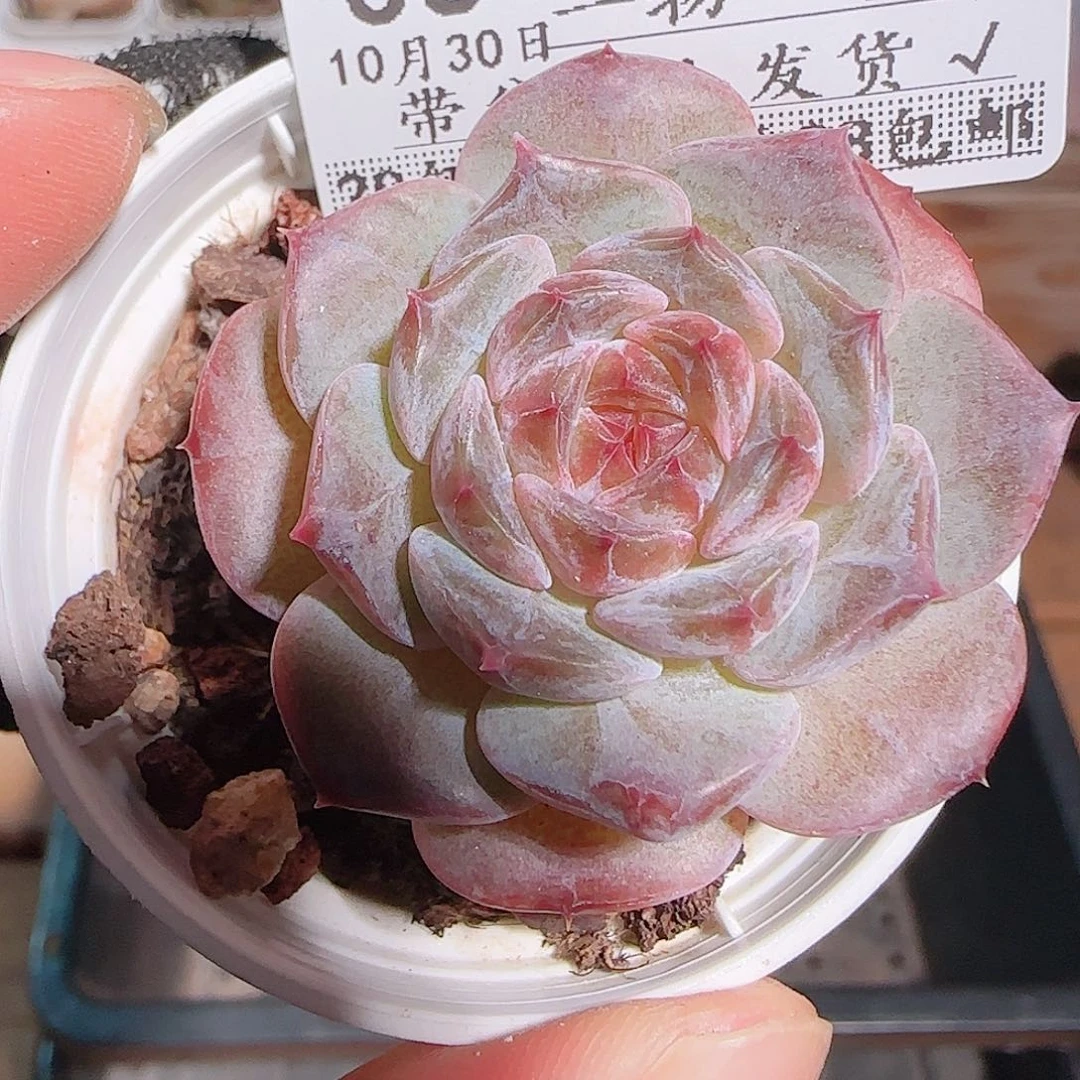 多肉1030--36冰魄