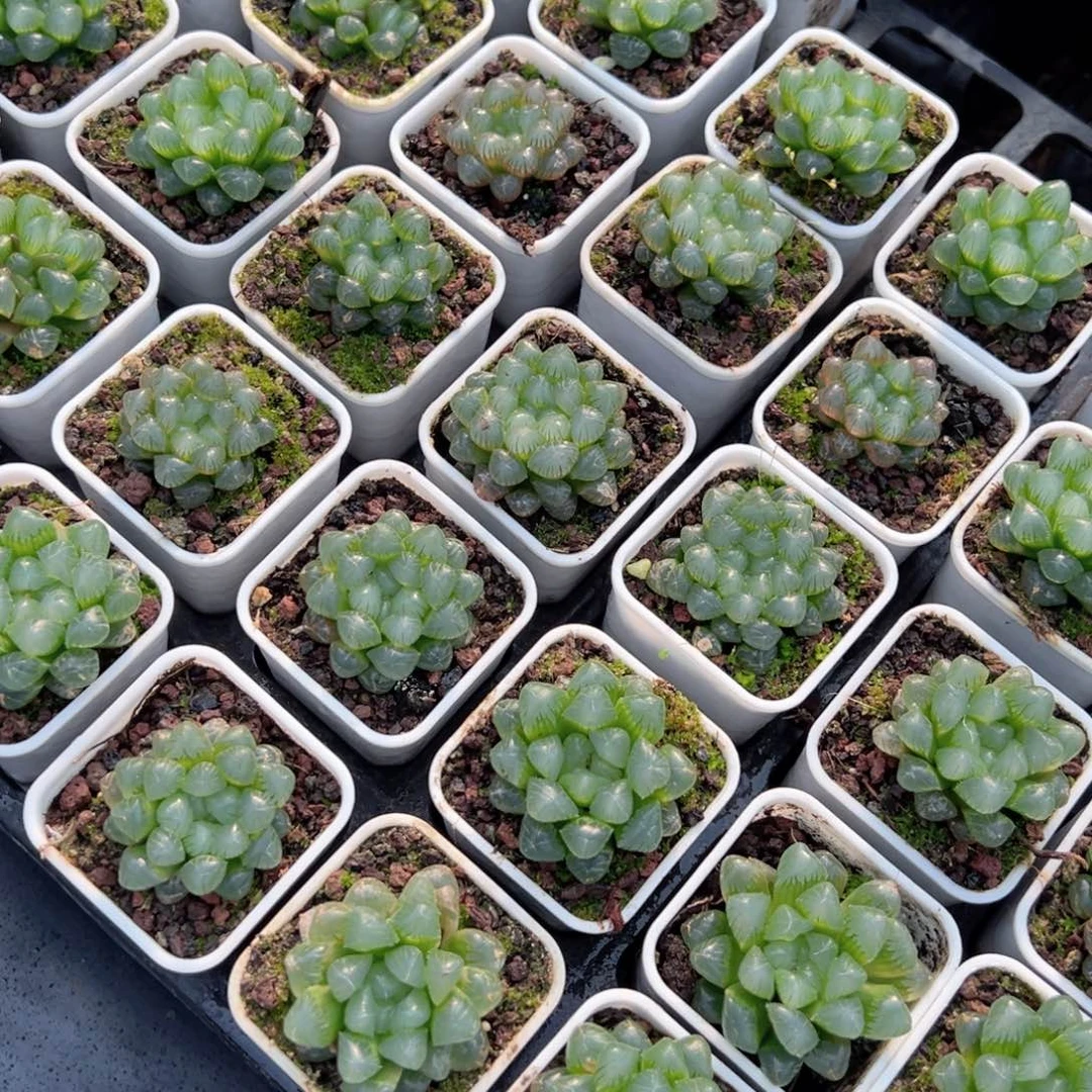 三盆白盆糯姬多肉植物