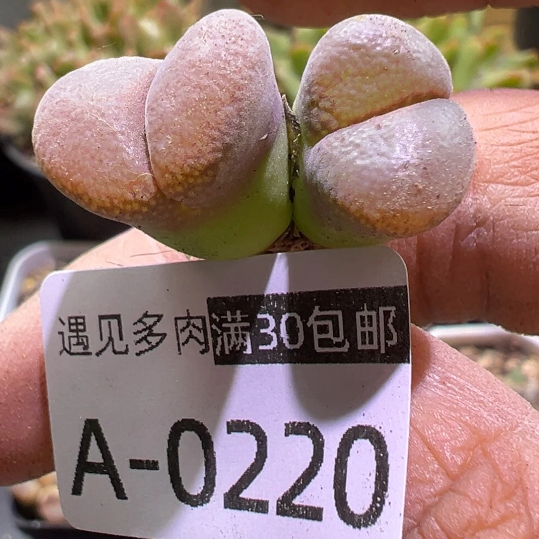 乱*琴多肉植物111111111111111