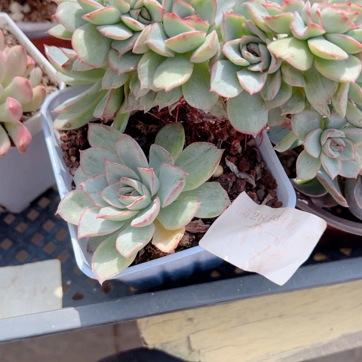 月光女神锦缀多肉植物17