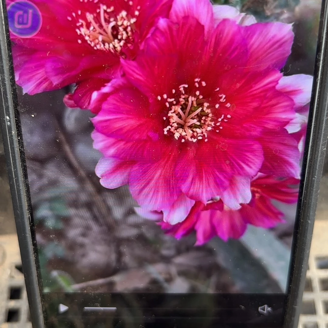 Bif丽花侧牙20包邮仙人球3