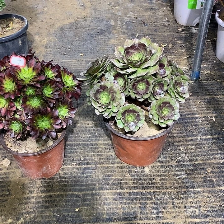 7，2颗多肉城市多肉法师