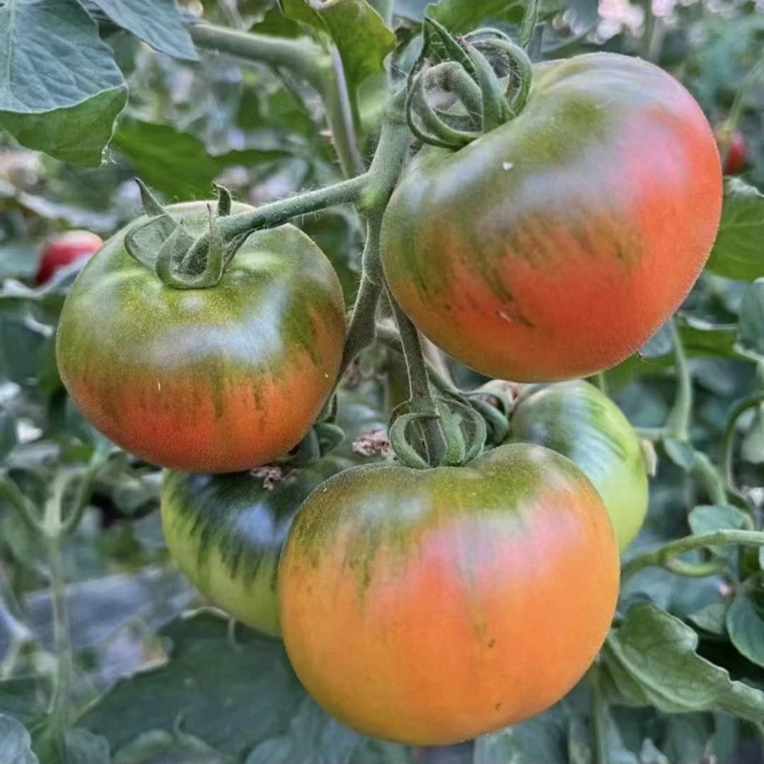 1斤净重草莓铁皮西红柿《优鲜食光》草莓番茄辽宁省