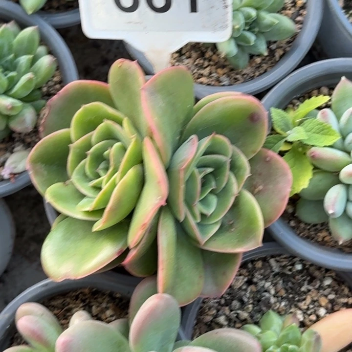 多肉植物迷雾森林661