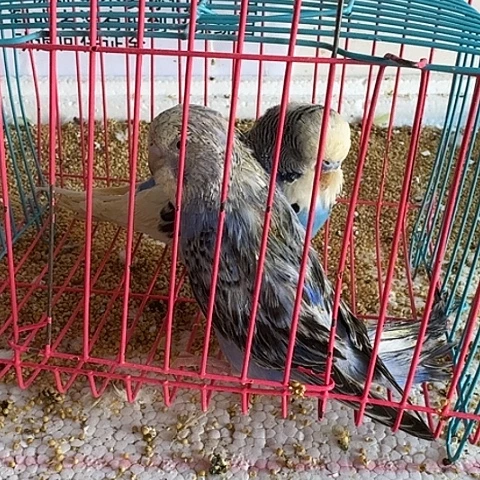 虎皮鹦鹉大头在线