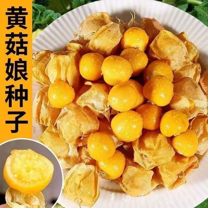 【全店满8包包邮】黄菇娘种子