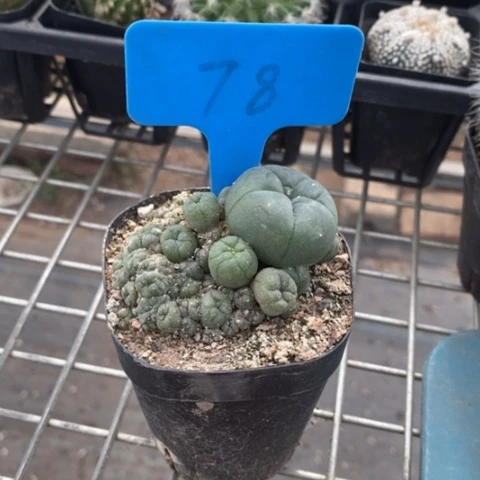 实生鱼群5仙人球