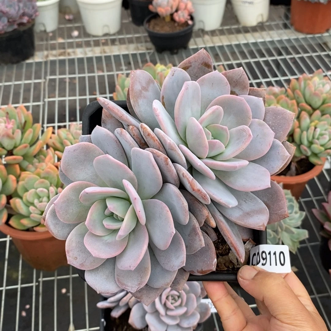 9110红茶一物一拍