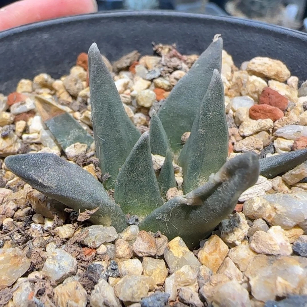 026实生龙牙草球多肉