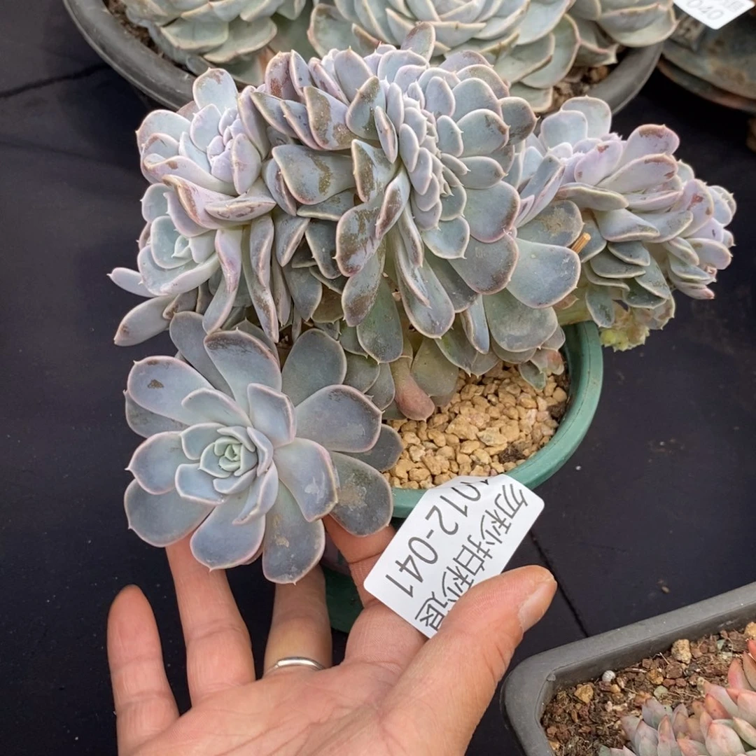 两单包邮1012-41韩版缀