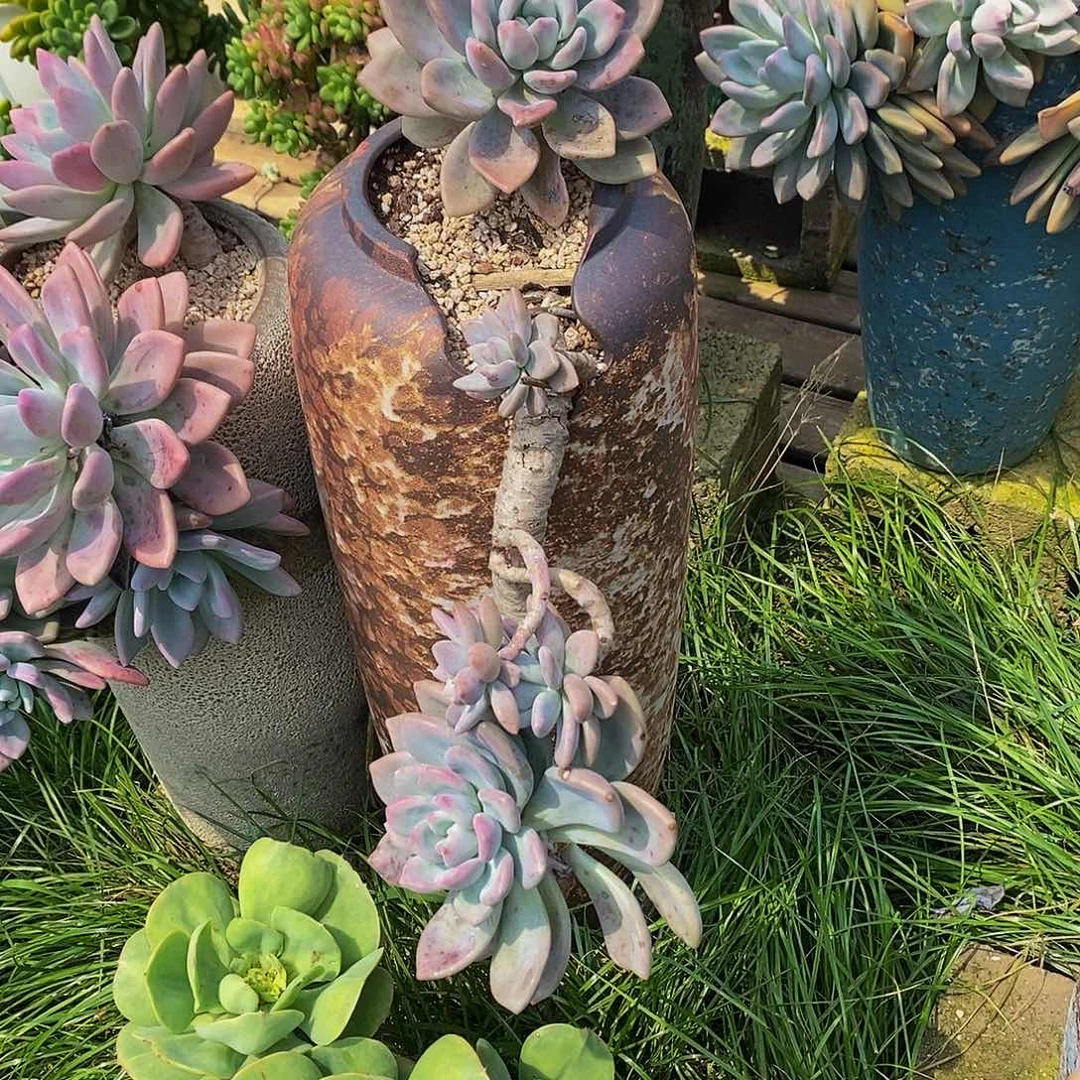 红*～奥普琳娜多肉植物带盆物流自理