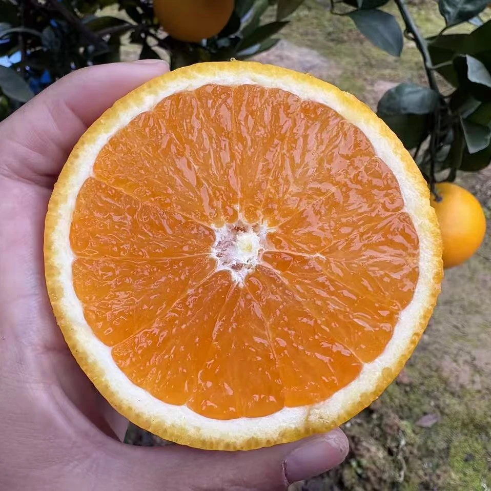 果园现摘直发红肉脐橙鲜嫩多汁8斤净果整箱装大果