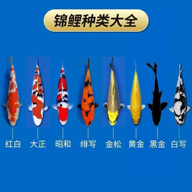 精品血统锦鲤一尾 包邮包活
