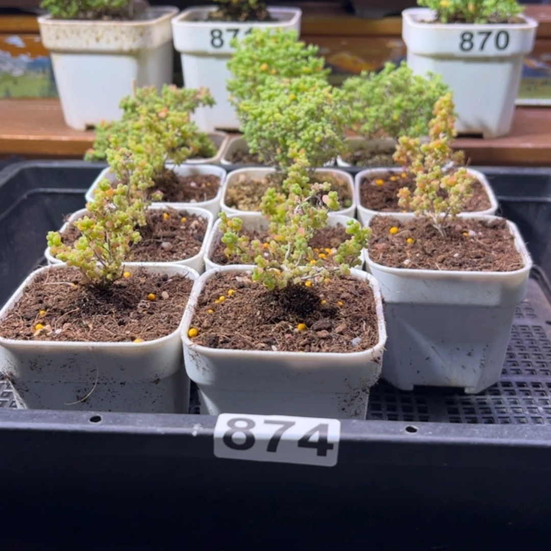 枝干番杏多肉植物874安