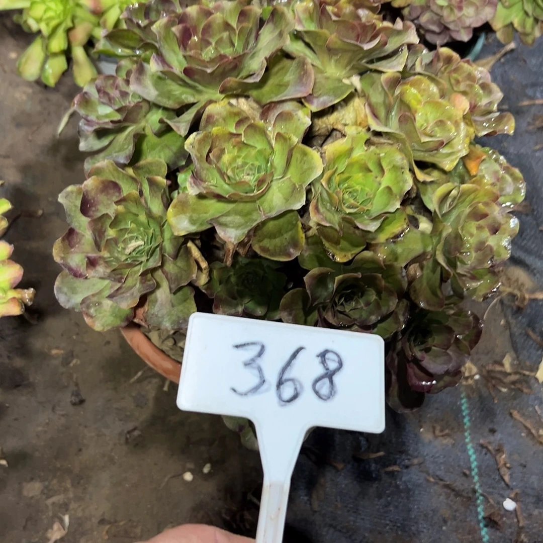 多肉植物梅金法师368