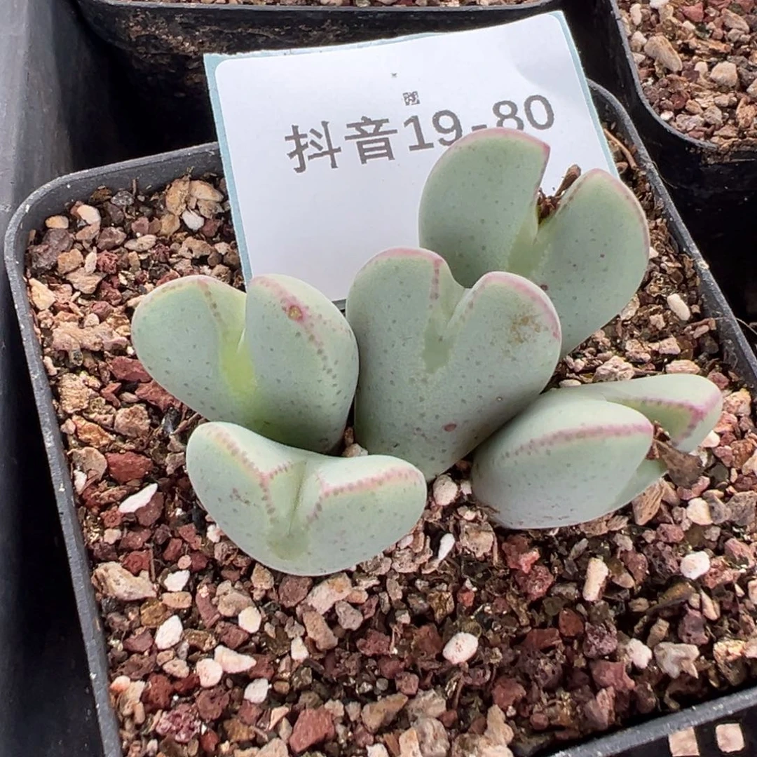 19-80肉锥多肉植物，
