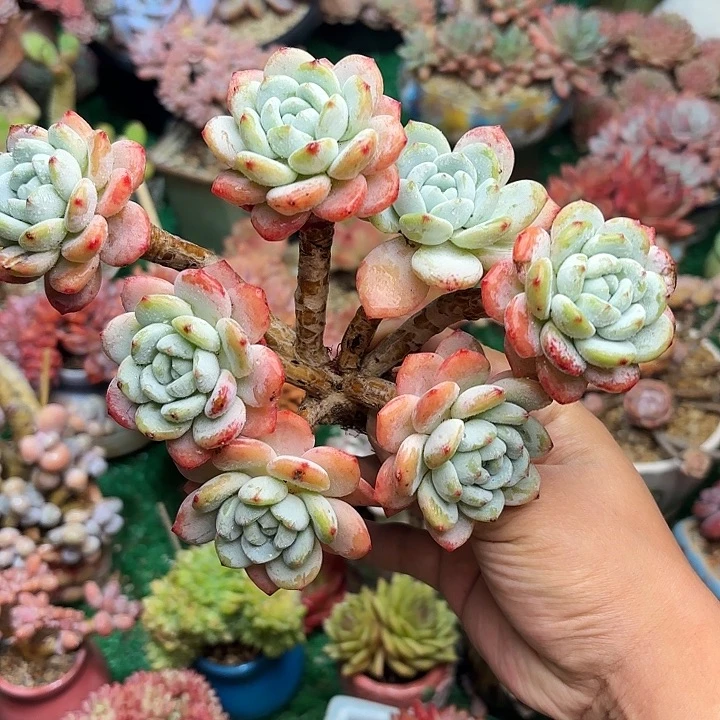 冷香一颗 一物一拍