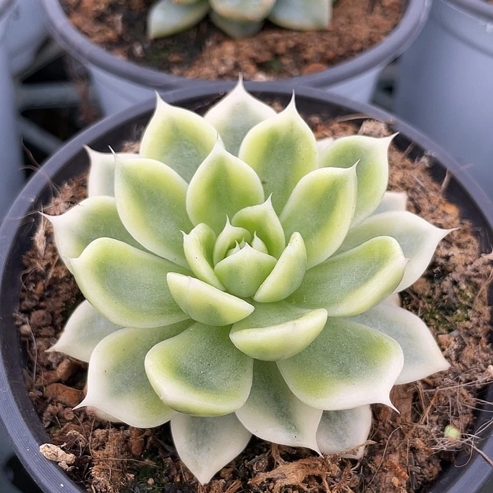 蝴蝶飞舞锦。锦龙一物一拍