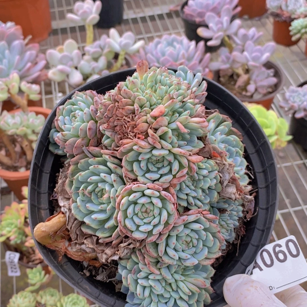 060白胖子缀化一物一拍