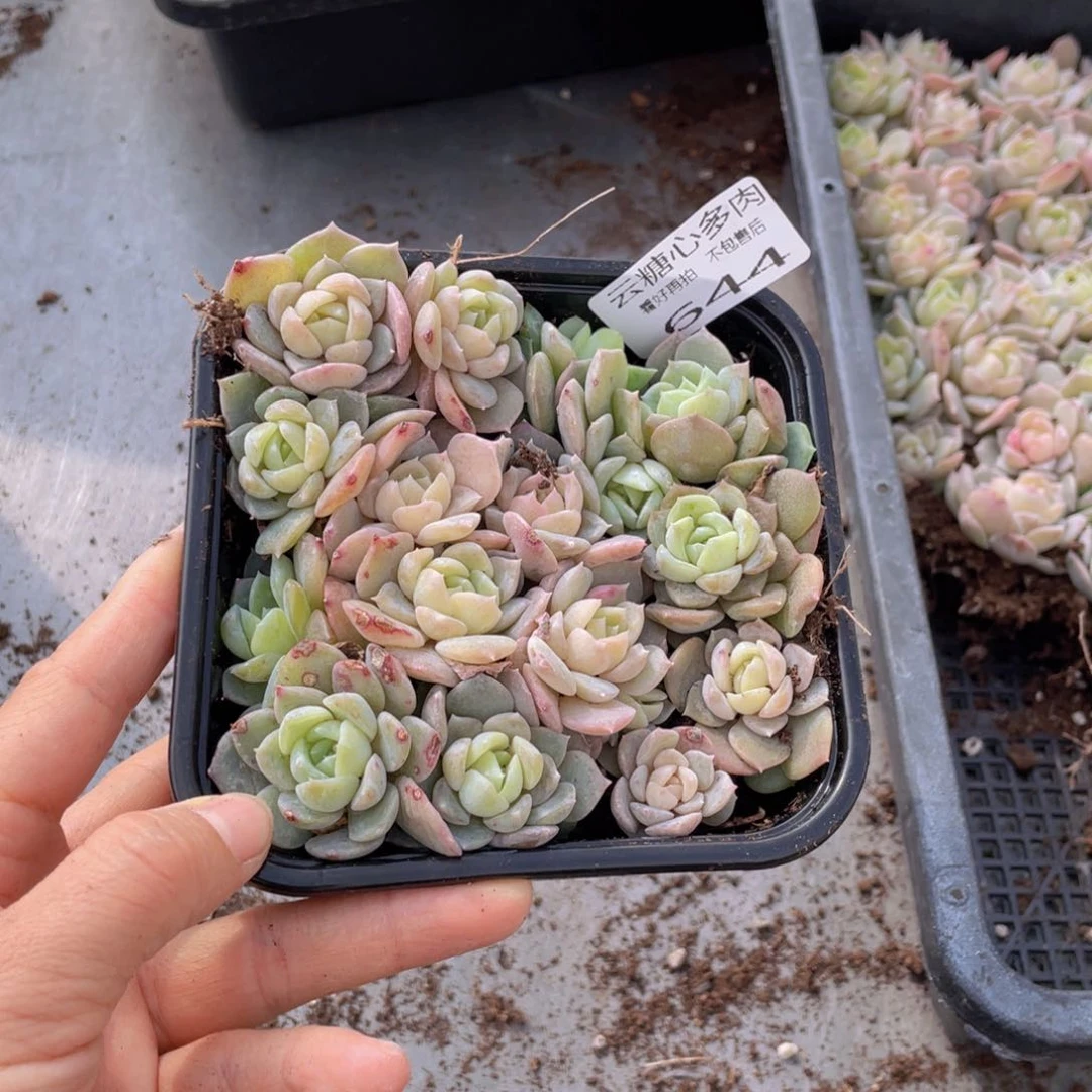 云糖心多肉植物644