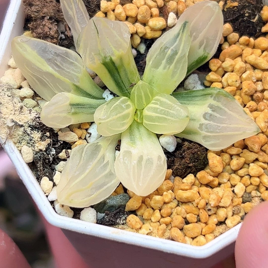 糊斑西瓜锦十二卷多肉植物