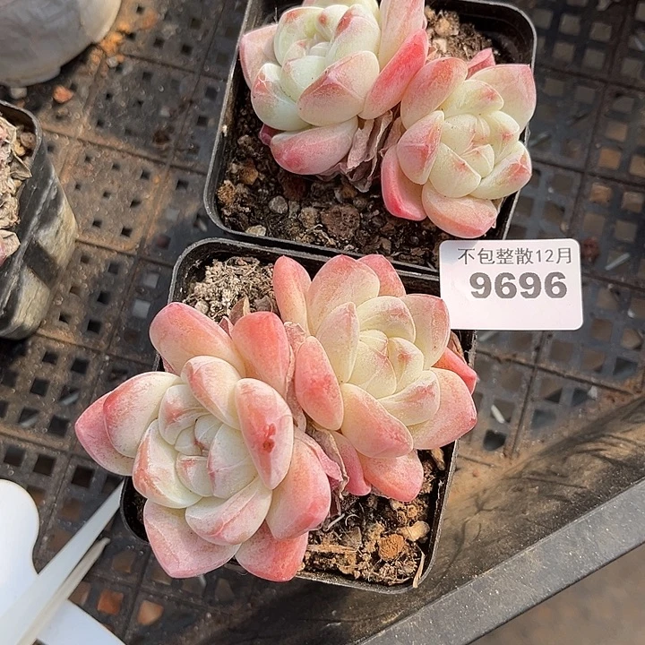 阿雅园艺。        9696冰玉两颗