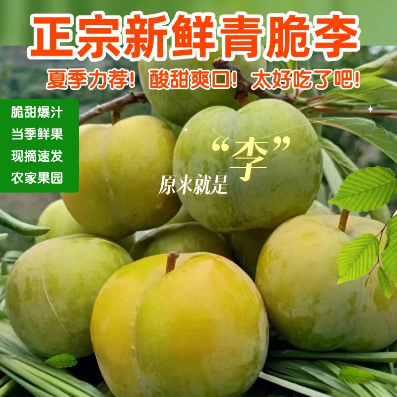 贵州青脆脱骨冰脆李酸脆爽口现摘现发当季新鲜水果包邮