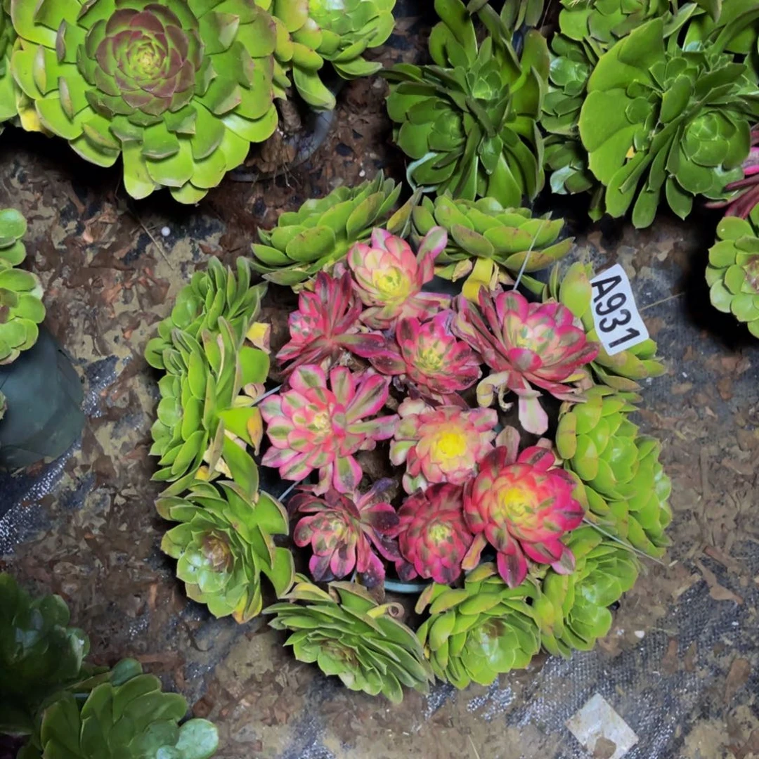 嫁接法师朵朵1-7¥¥