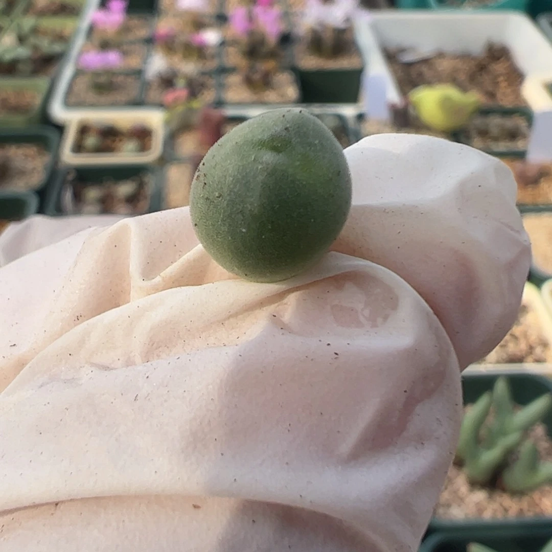 506 好看的多肉冲冲冲