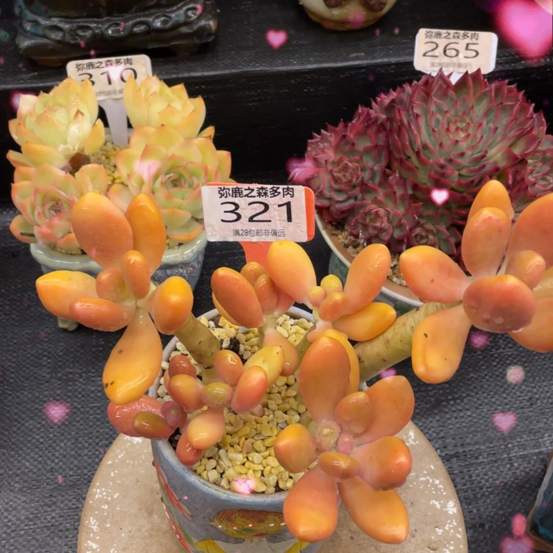 弥鹿之森一物一拍