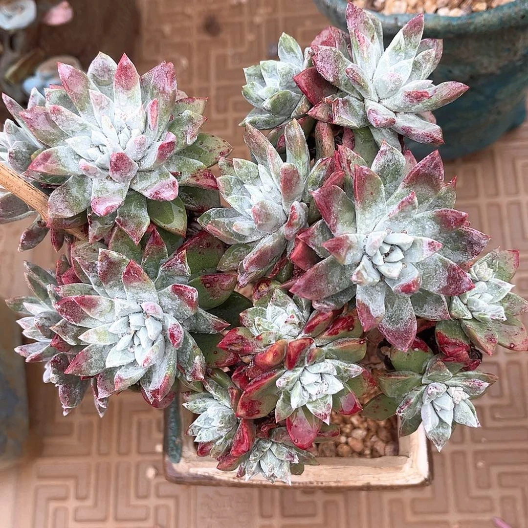 原产地苹果叶老桩