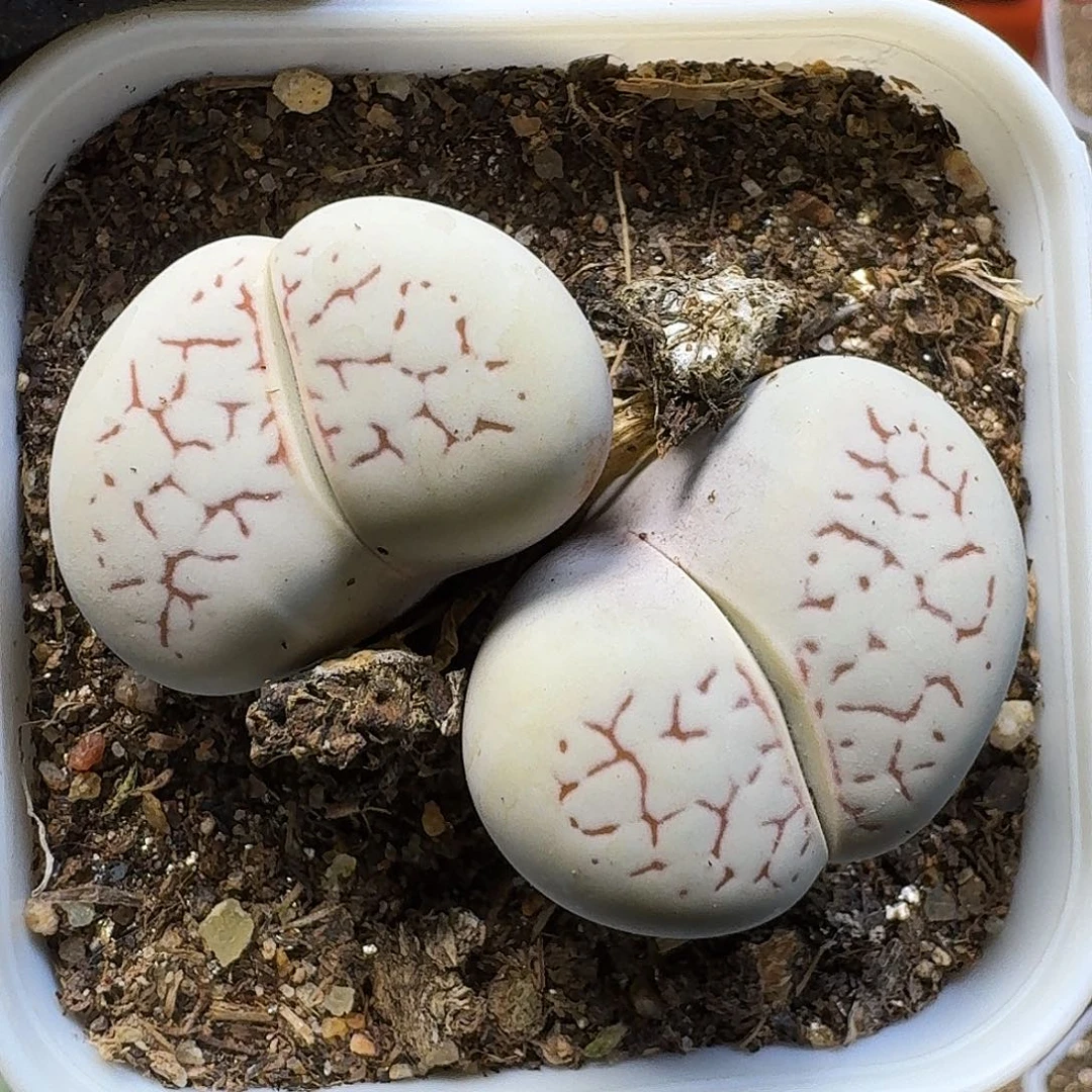 肥***只生石花111111。   179