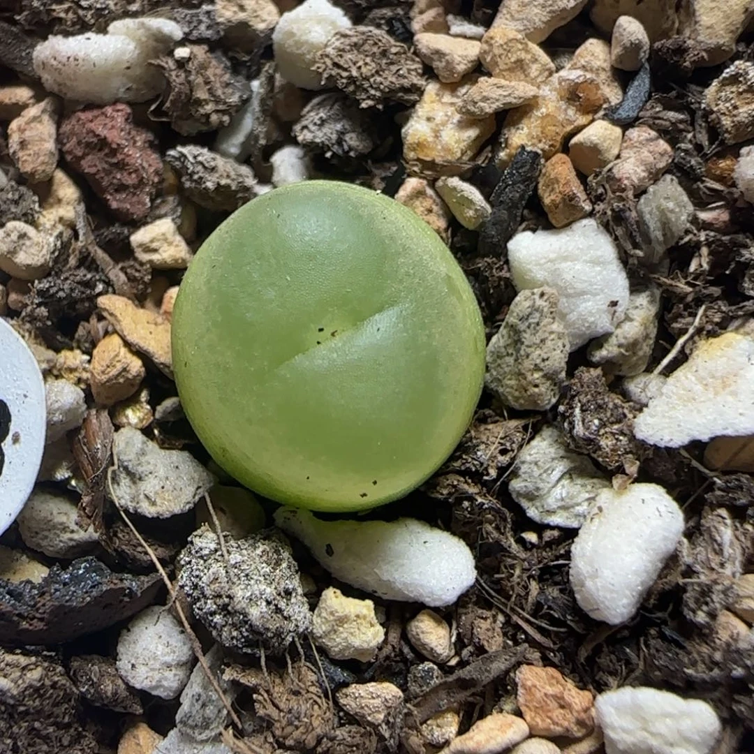 拉登1.2+多肉植物853