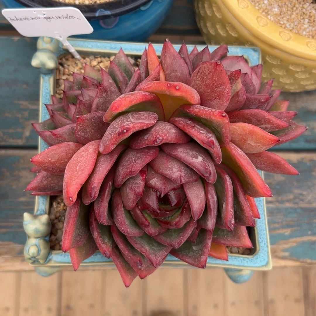 多肉一物一拍0126-酒