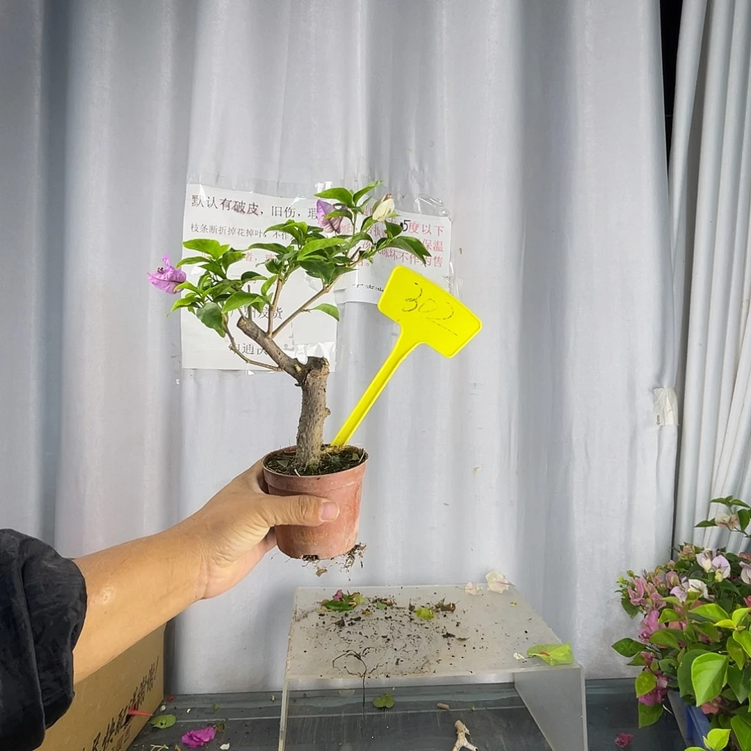 当前无花栽培后可以开花302掌中宝绿叶雪紫